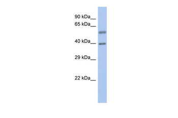 EYA3 antibody