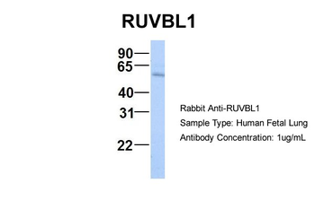 RUVBL1 antibody