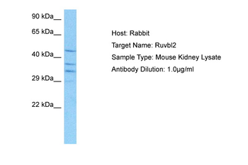 RUVBL2 antibody