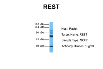 REST antibody