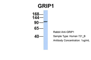 GRIP1 antibody