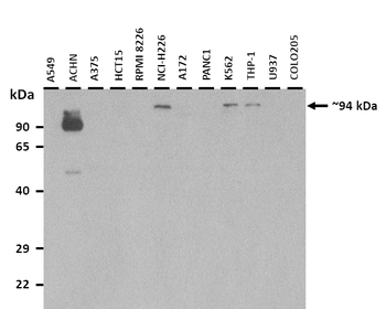 ZNF777 antibody