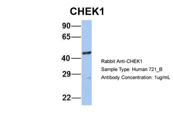 CHEK1 antibody