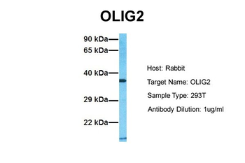 OLIG2 antibody