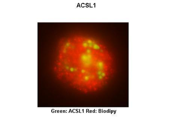 ACSL1 antibody