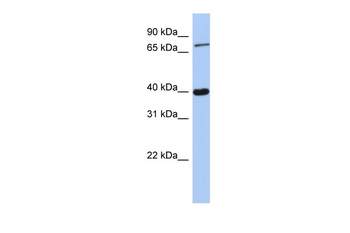 PRDM4 antibody