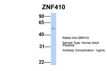 ZNF410 antibody