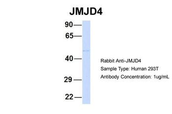 JMJD4 antibody