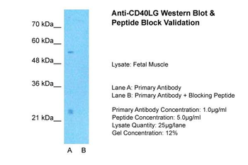 CD40LG antibody