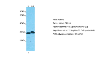 RGS16 antibody