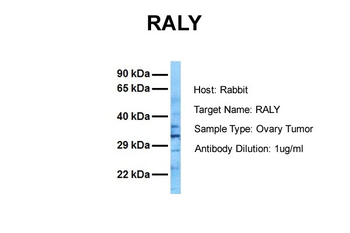 RALY antibody