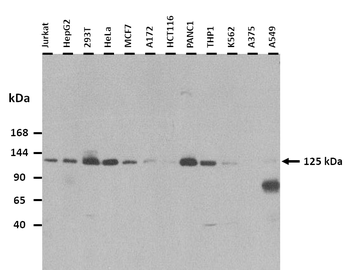 ATN1 antibody