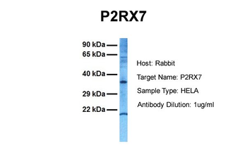 P2RX7 antibody
