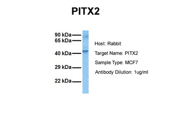PITX2 antibody