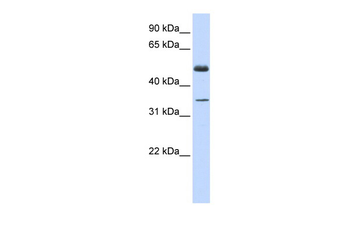 ZNF223 antibody