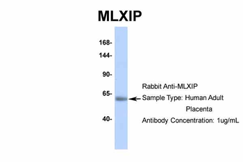 MLXIP antibody