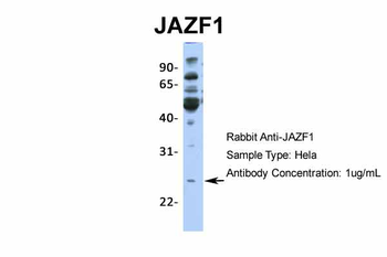 JAZF1 antibody