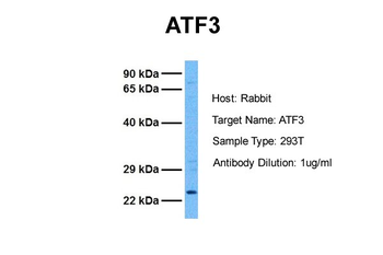 ATF3 antibody