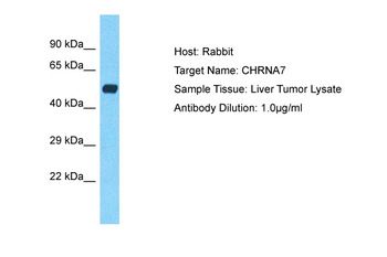 CHRFAM7A antibody