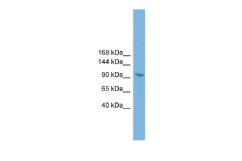 Zhx3 antibody