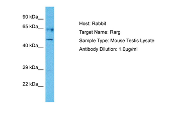 RARG antibody