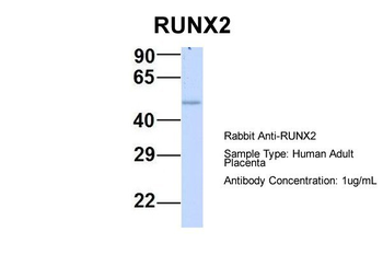 RUNX2 antibody