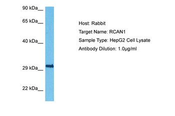 RCAN1 antibody