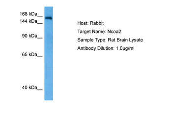 NCOA2 antibody