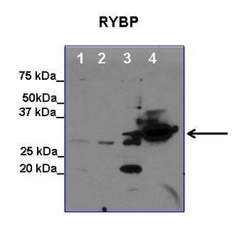 RYBP antibody