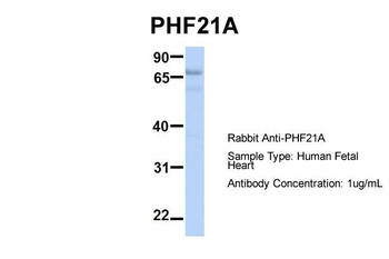 PHF21A antibody