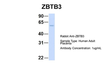 ZBTB3 antibody