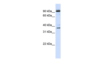 NCBP1 antibody