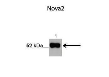 NOVA2 antibody