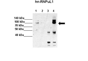 HNRPUL1 antibody