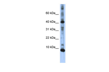 LSM6 antibody