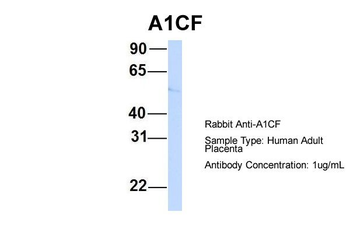 A1CF antibody