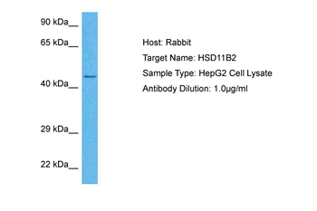 HSD11B2 antibody