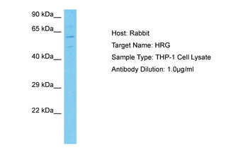HRG antibody