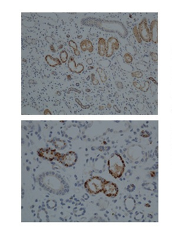 CYP1A1 antibody