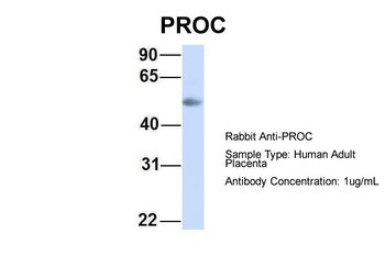 PROC antibody