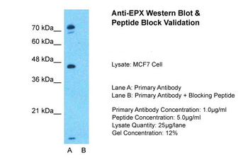 EPX antibody