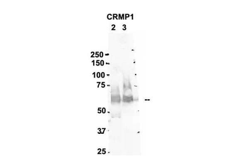 CRMP1 antibody