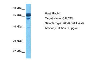 CALCRL antibody