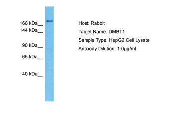 DMBT1 antibody