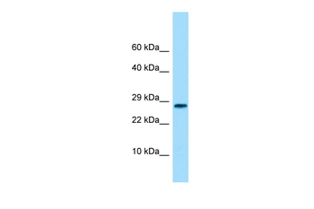 Ogn antibody