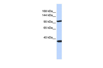 PAPPA2 antibody