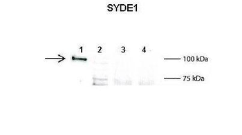 SYDE1 antibody