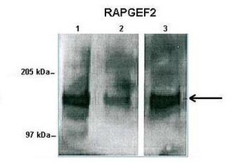 Rapgef2 antibody