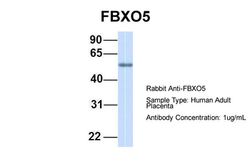 FBXO5 antibody