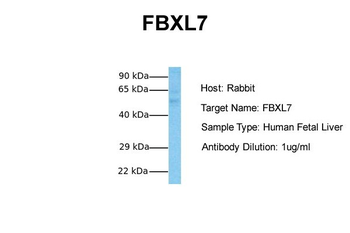 FBXL7 antibody